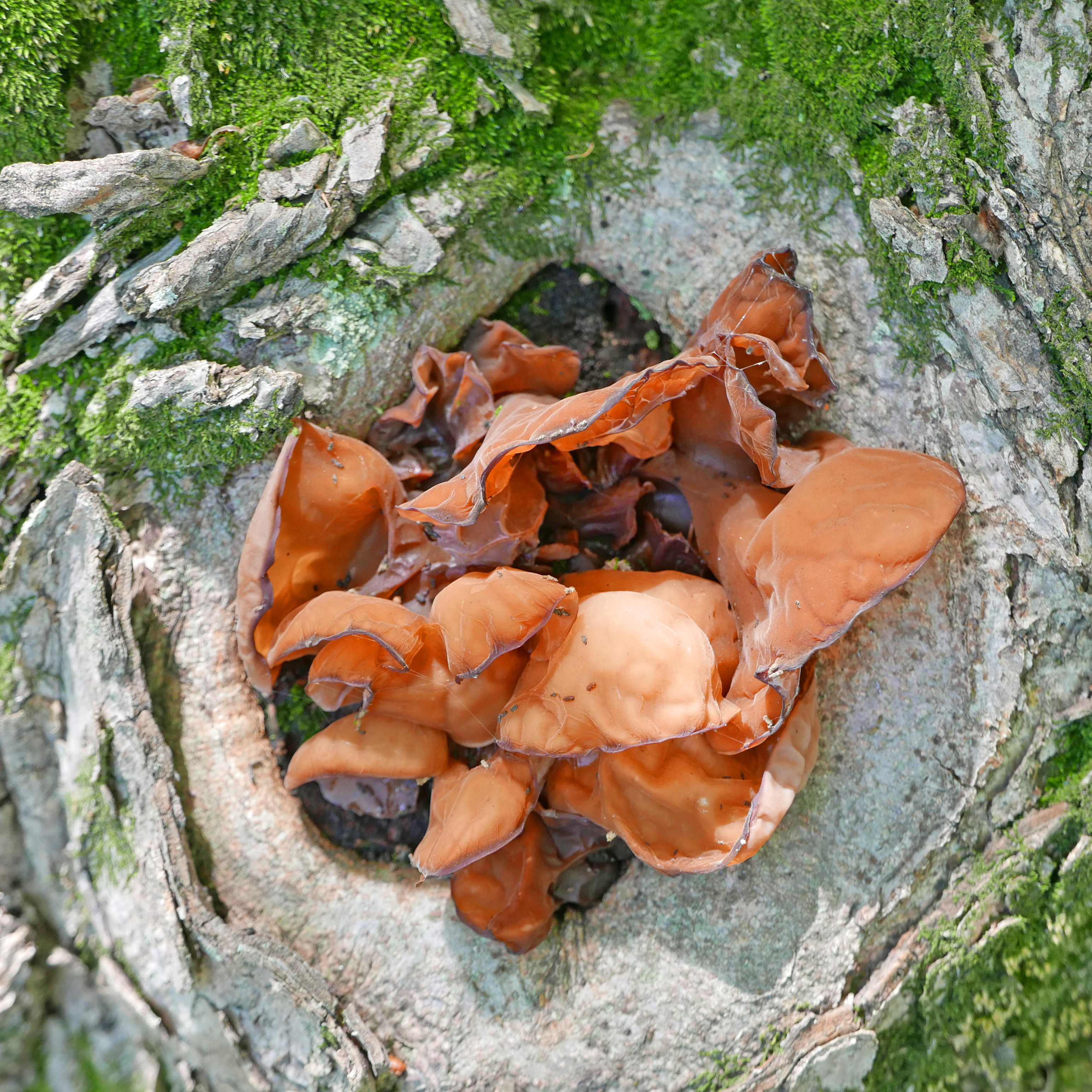 ハッセル　のぼうの城