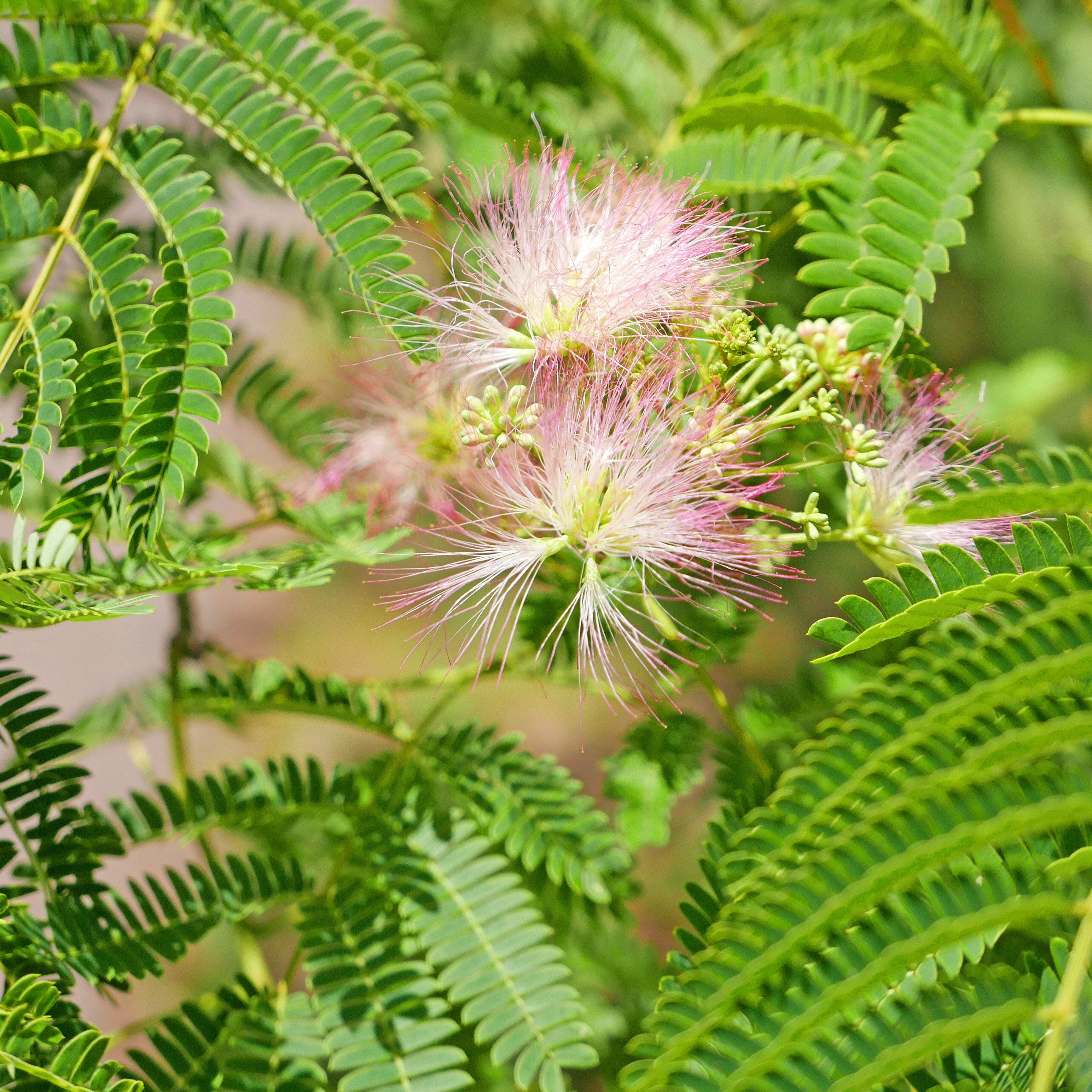 LUMIX　のぼうの城