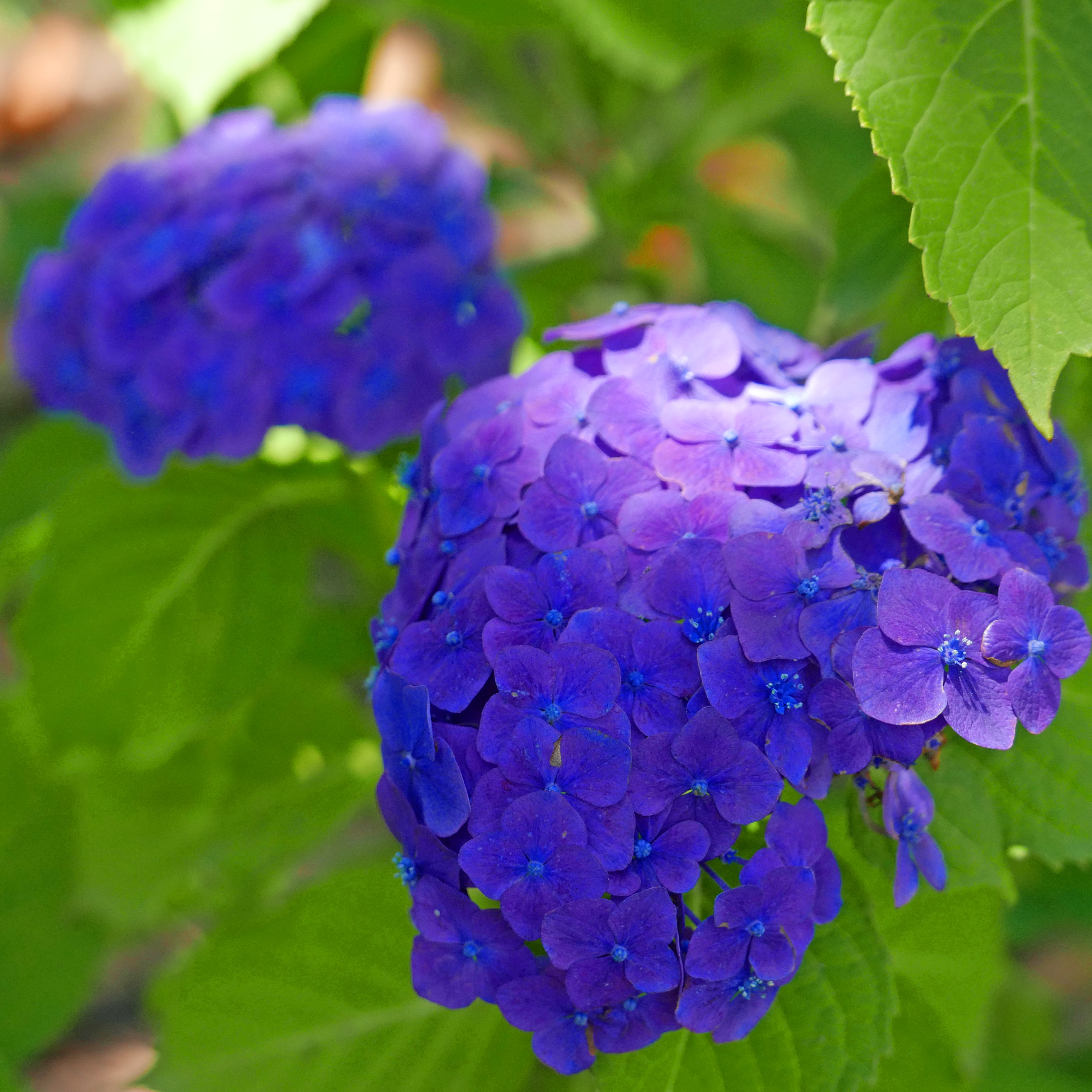 LUMIX　のぼうの城