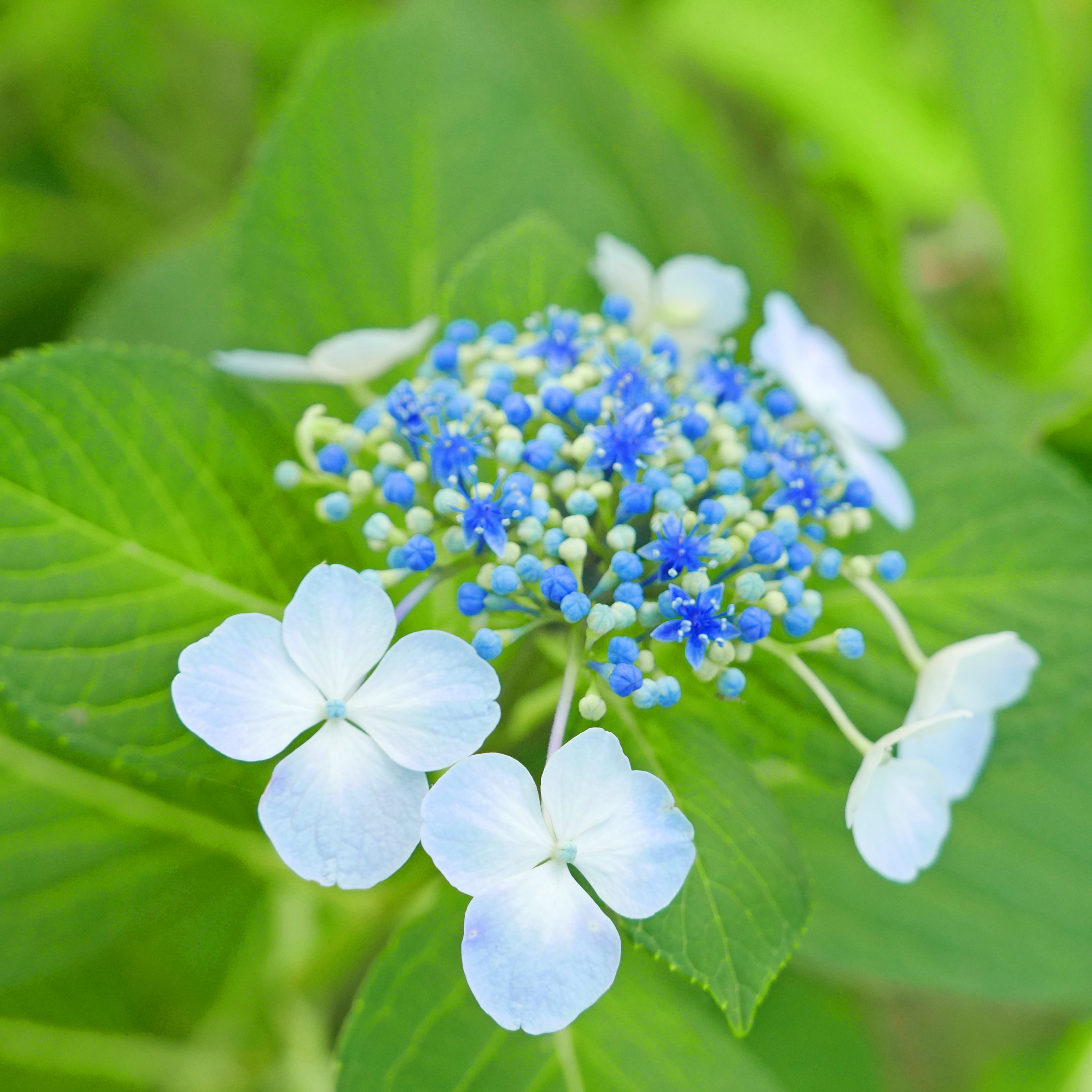 LUMIX　のぼうの城