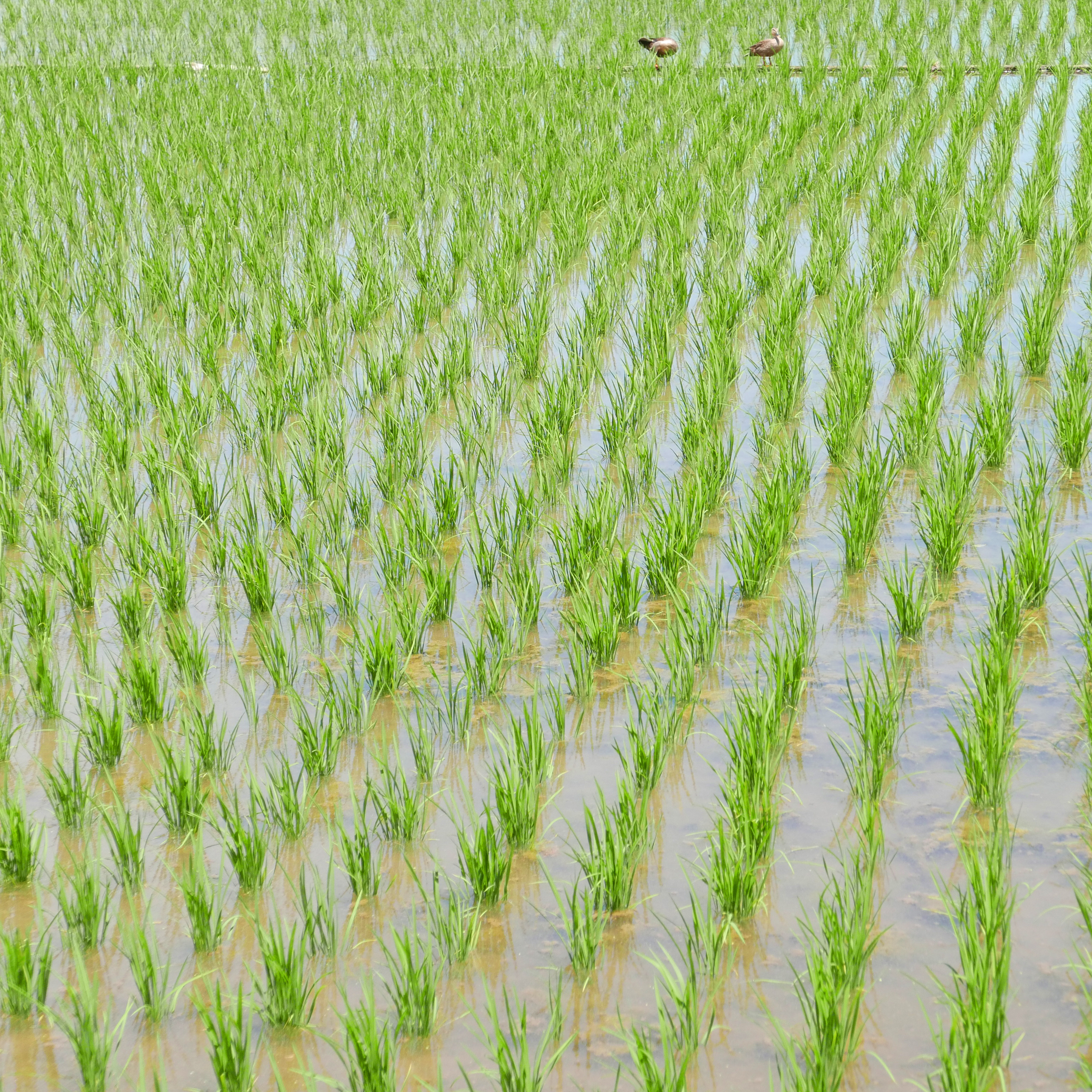 LUMIX　のぼうの城