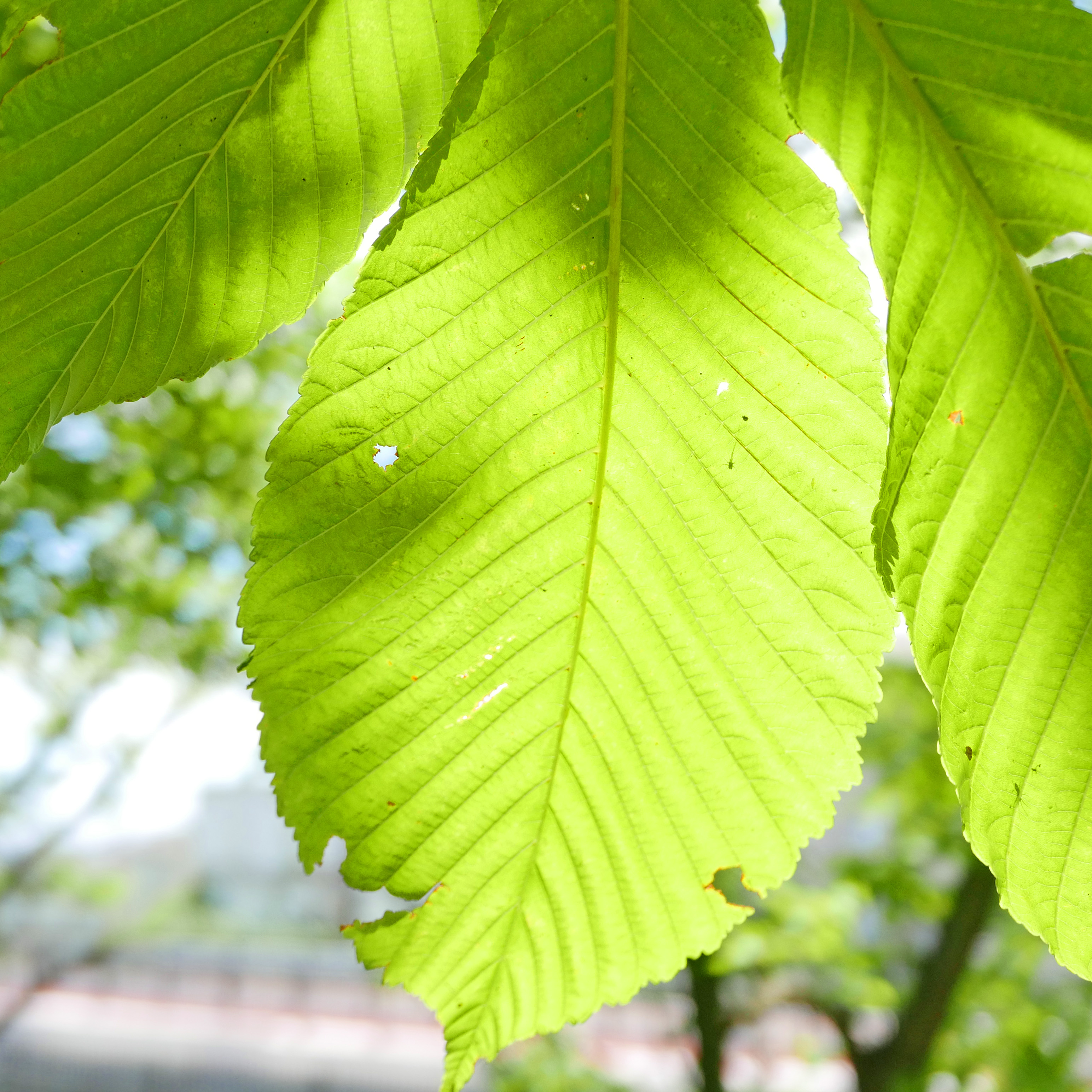 LUMIX　のぼうの城