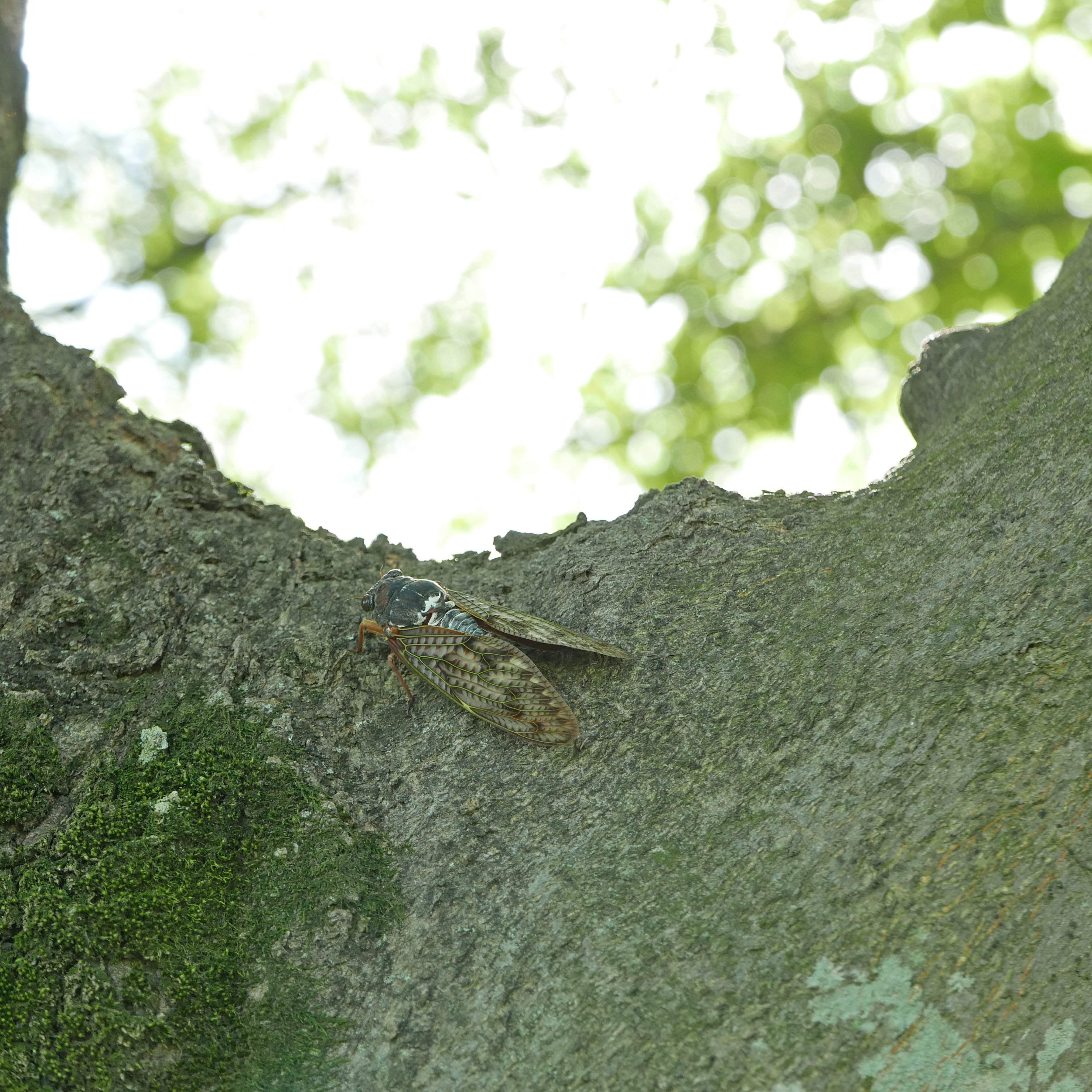 LUMIX DMC-LX100