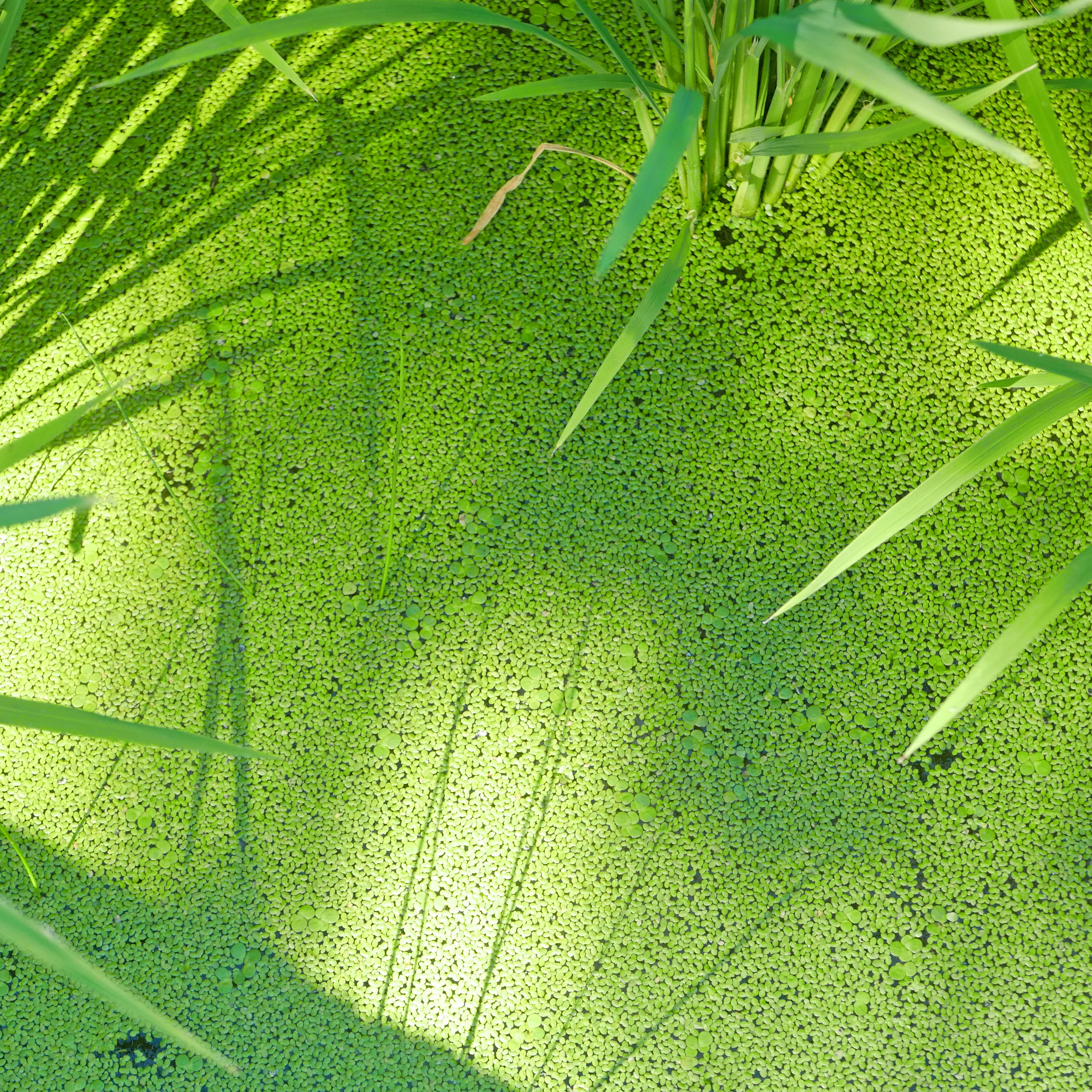 LUMIX DMC-LX100