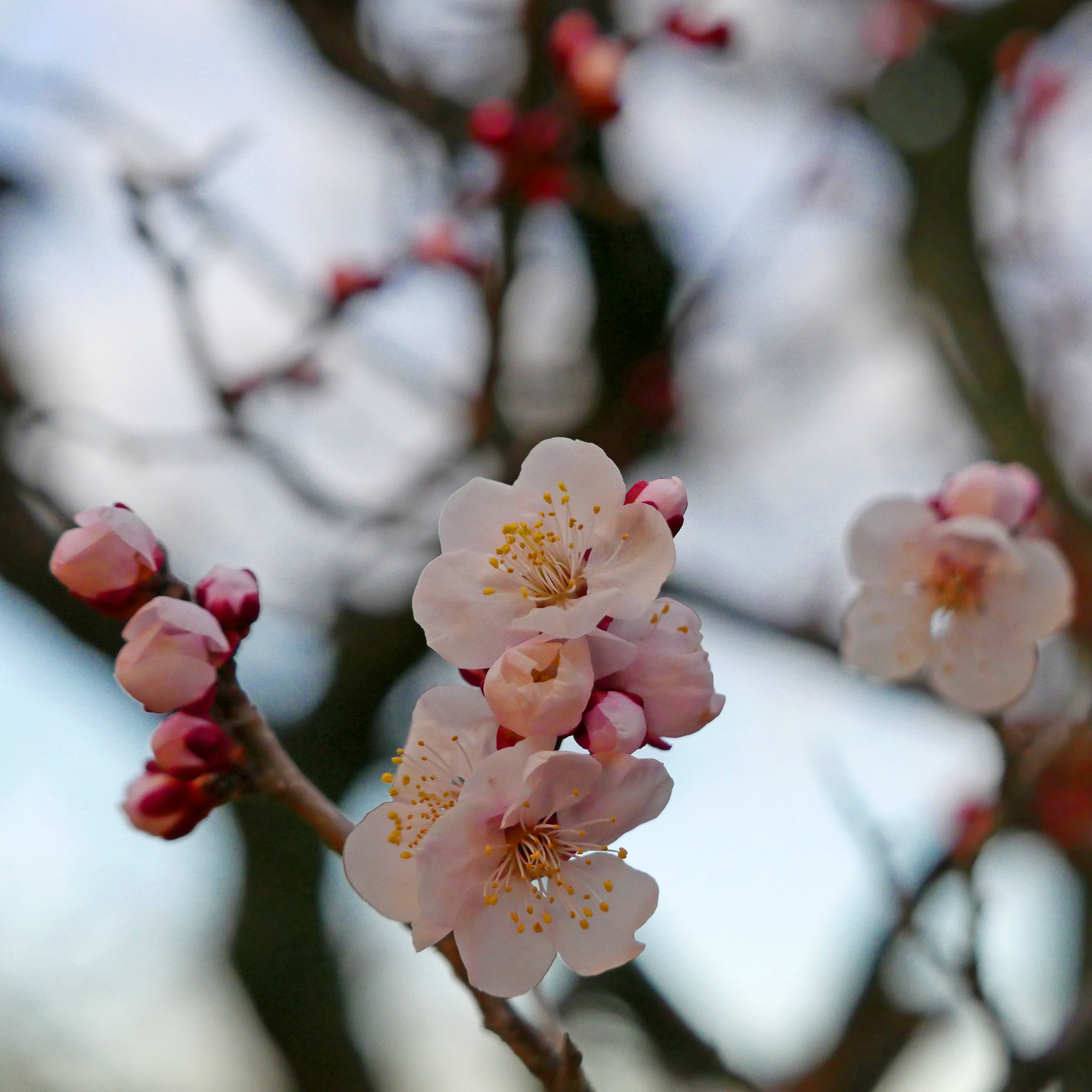 色温度　被写体