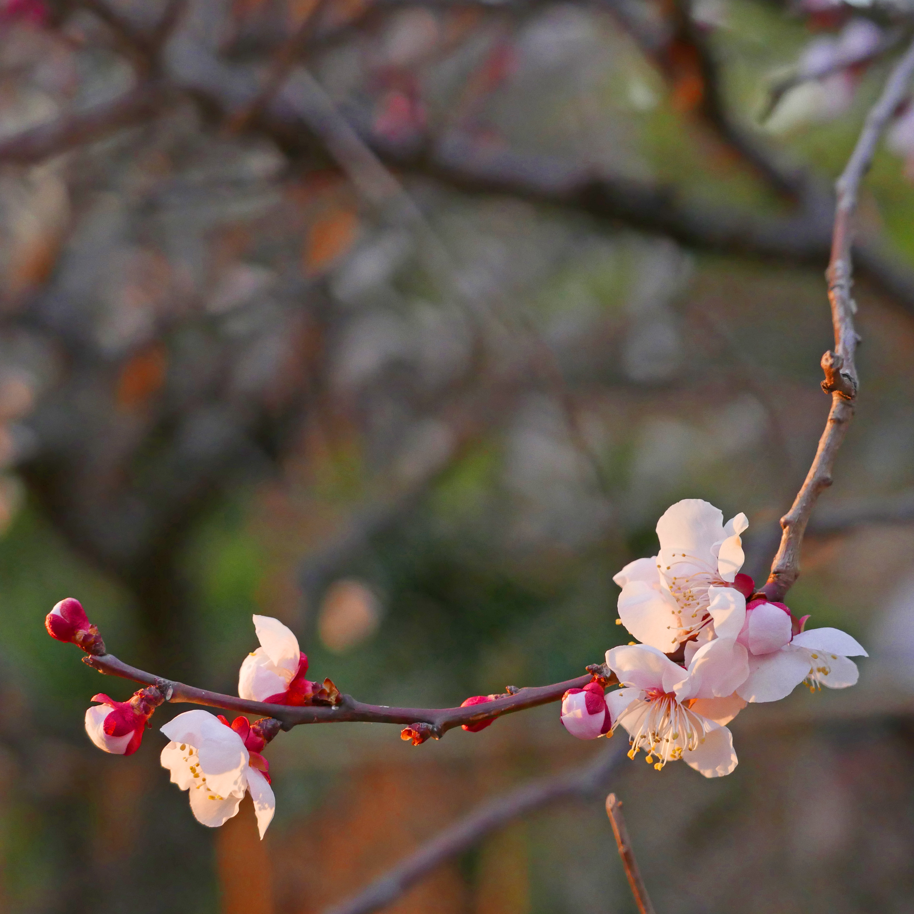 色温度　被写体