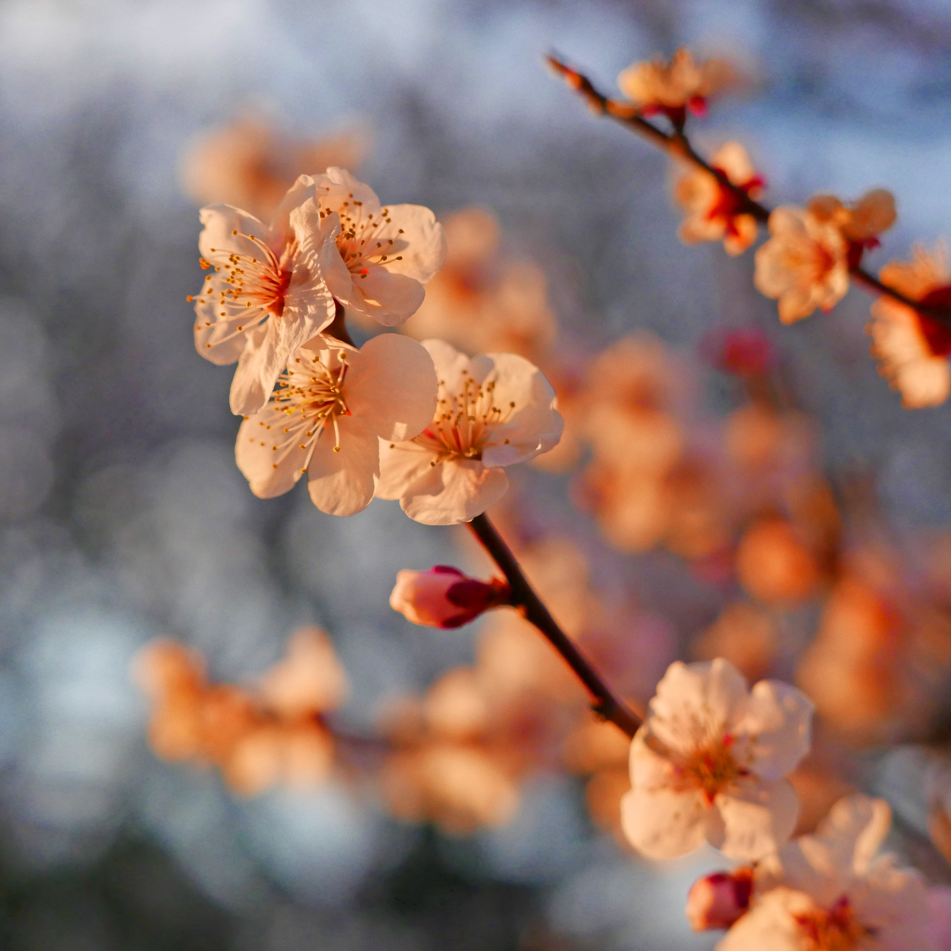 LUMIX　最短撮影距離