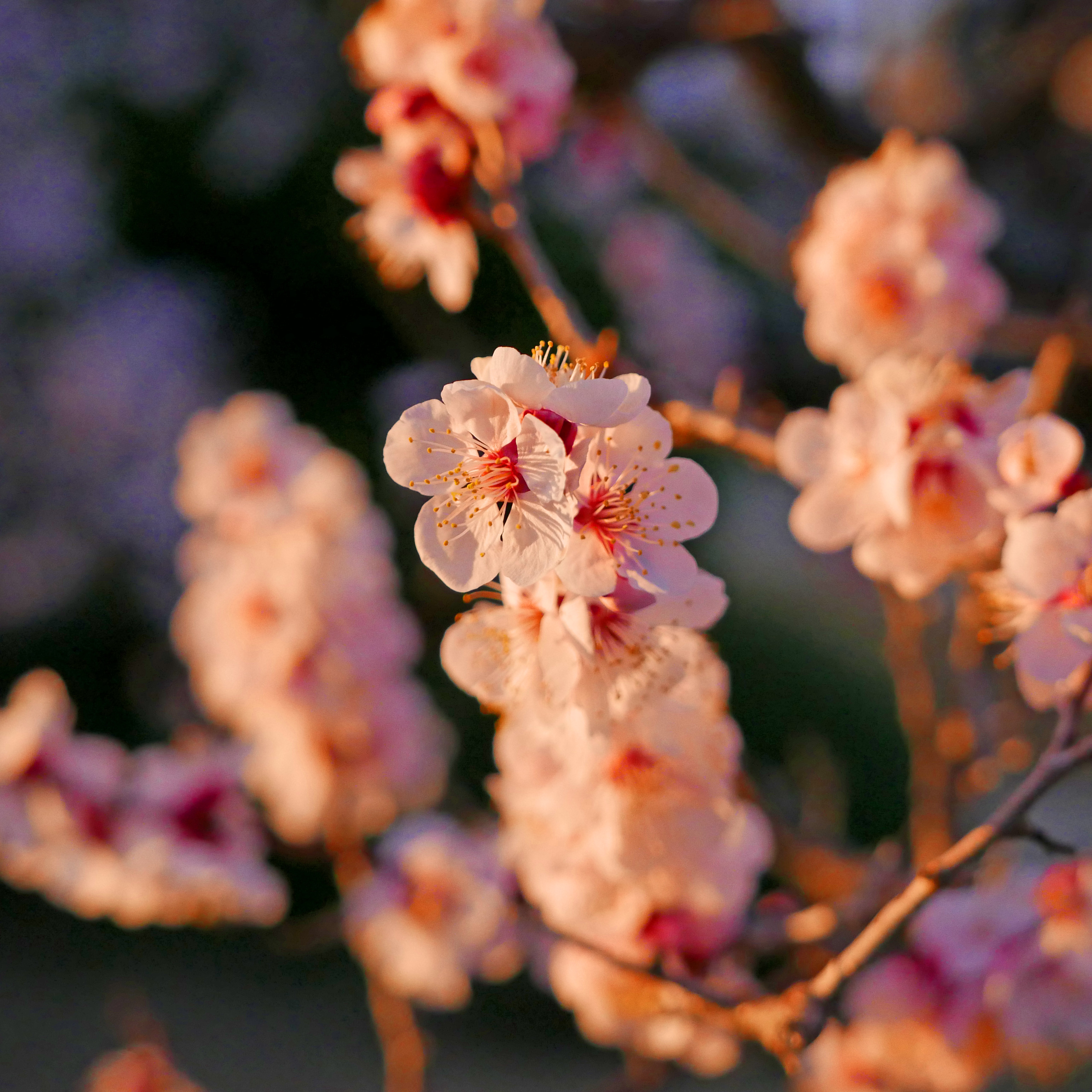 LUMIX　最短撮影距離