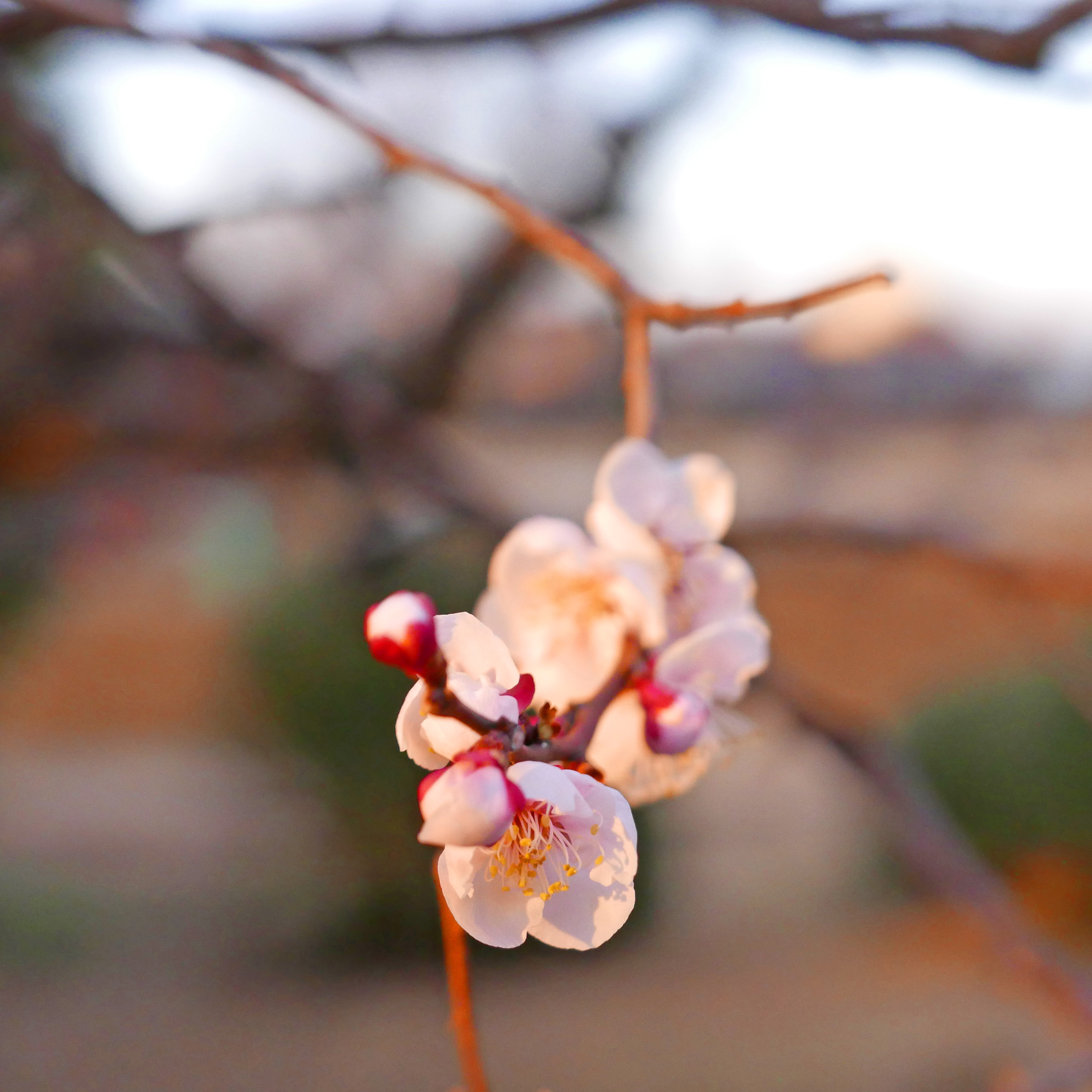 色温度　被写体