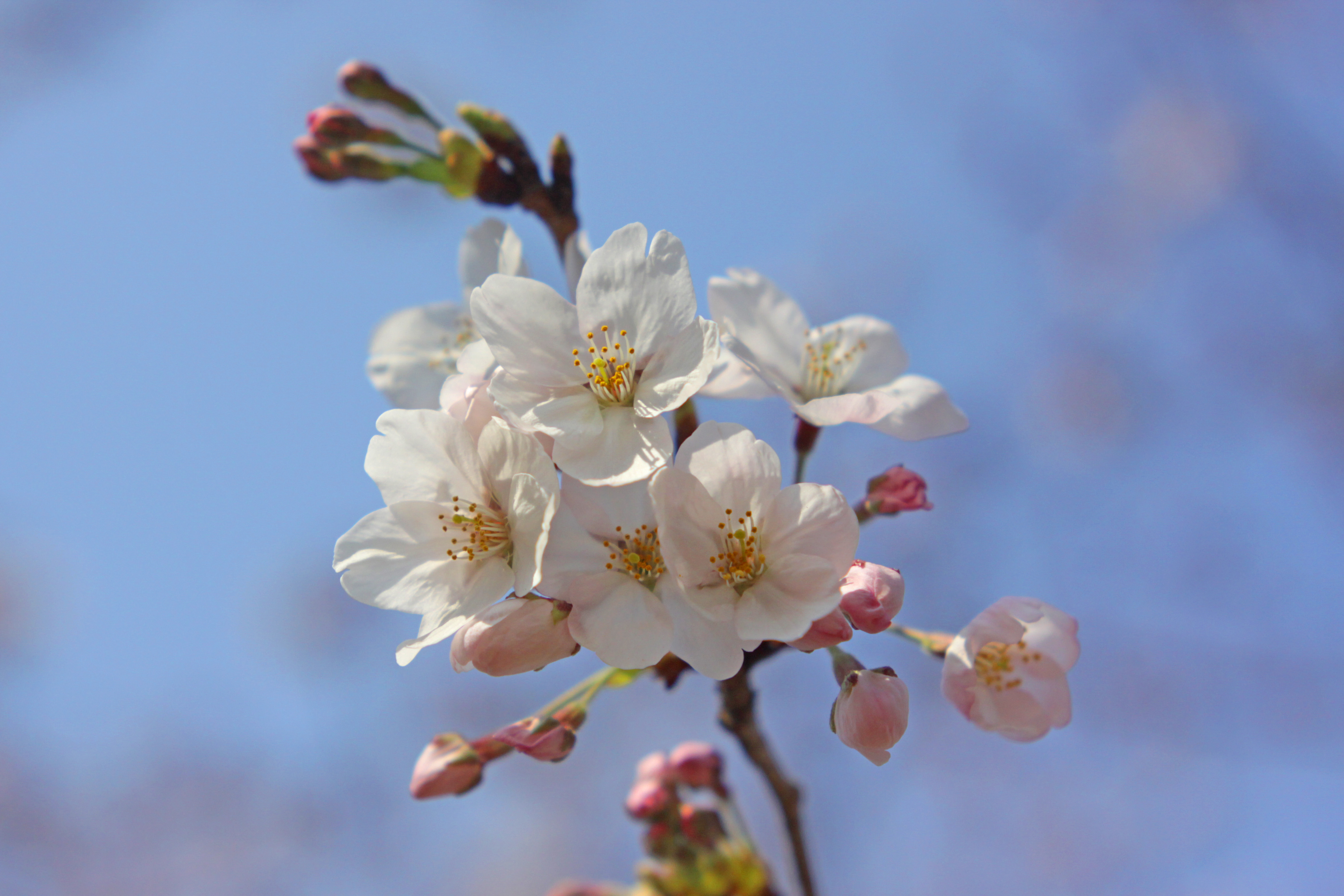 クローズアップ　桜