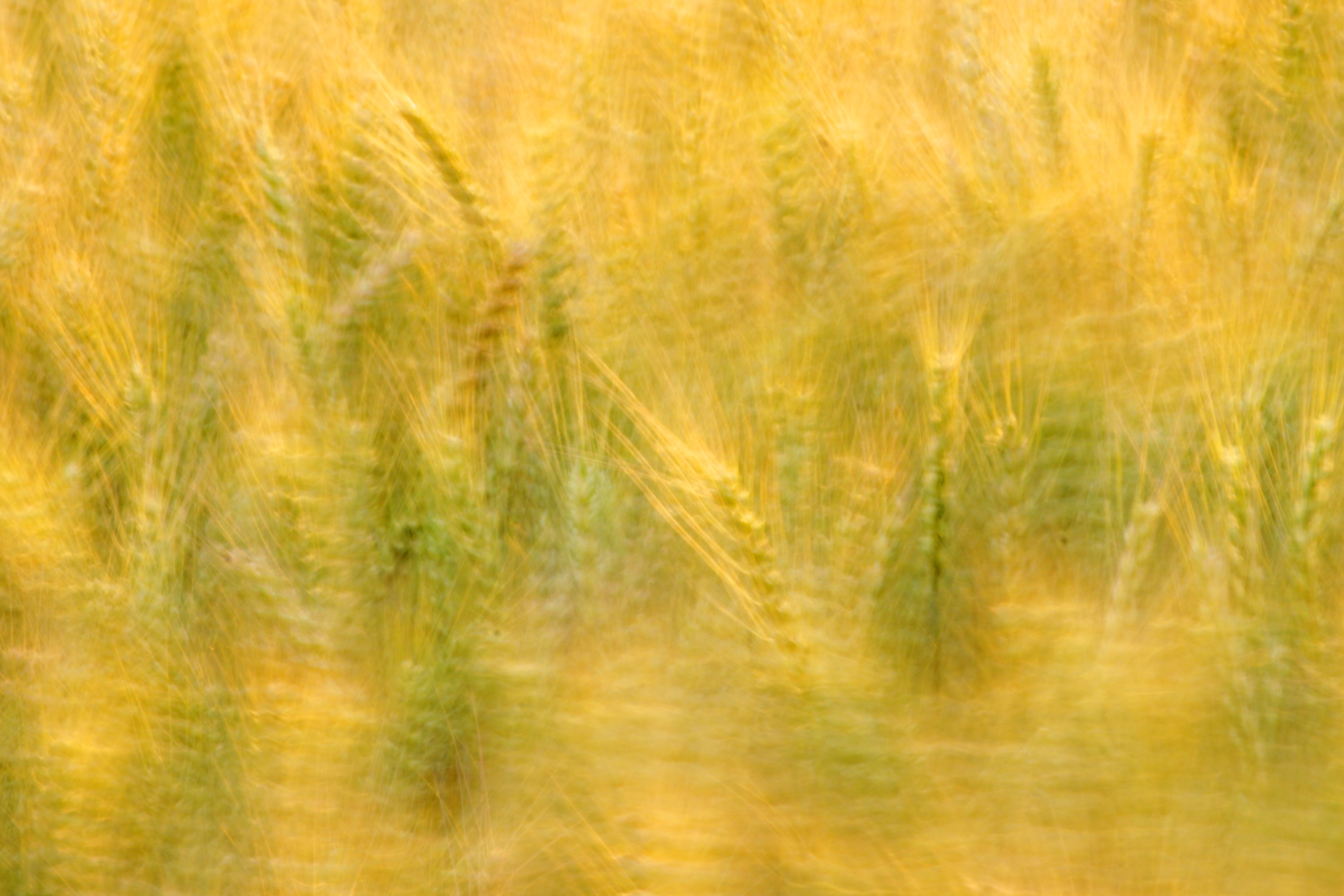 キャノン　EOS50D