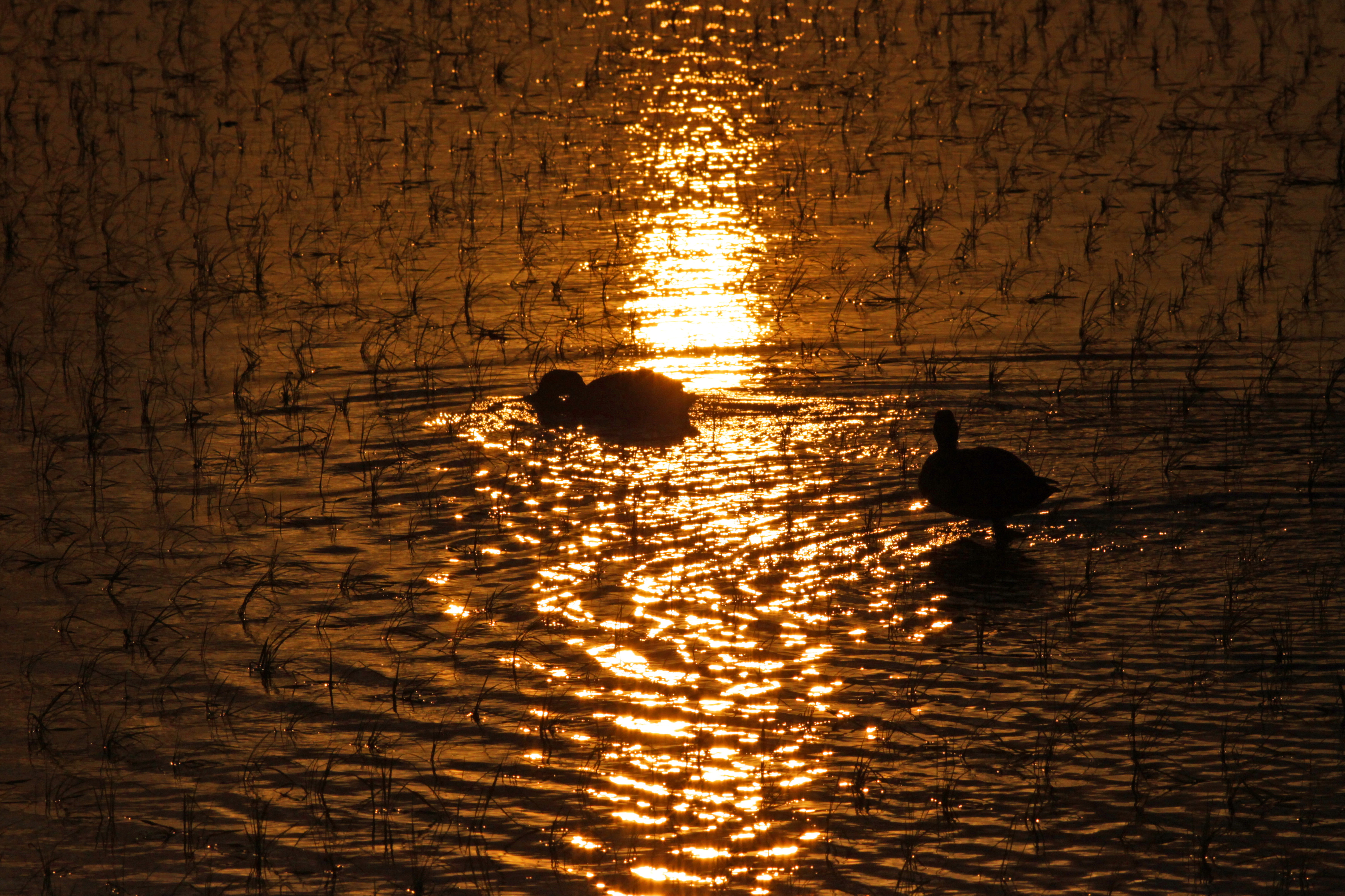 キャノン　EOS50D