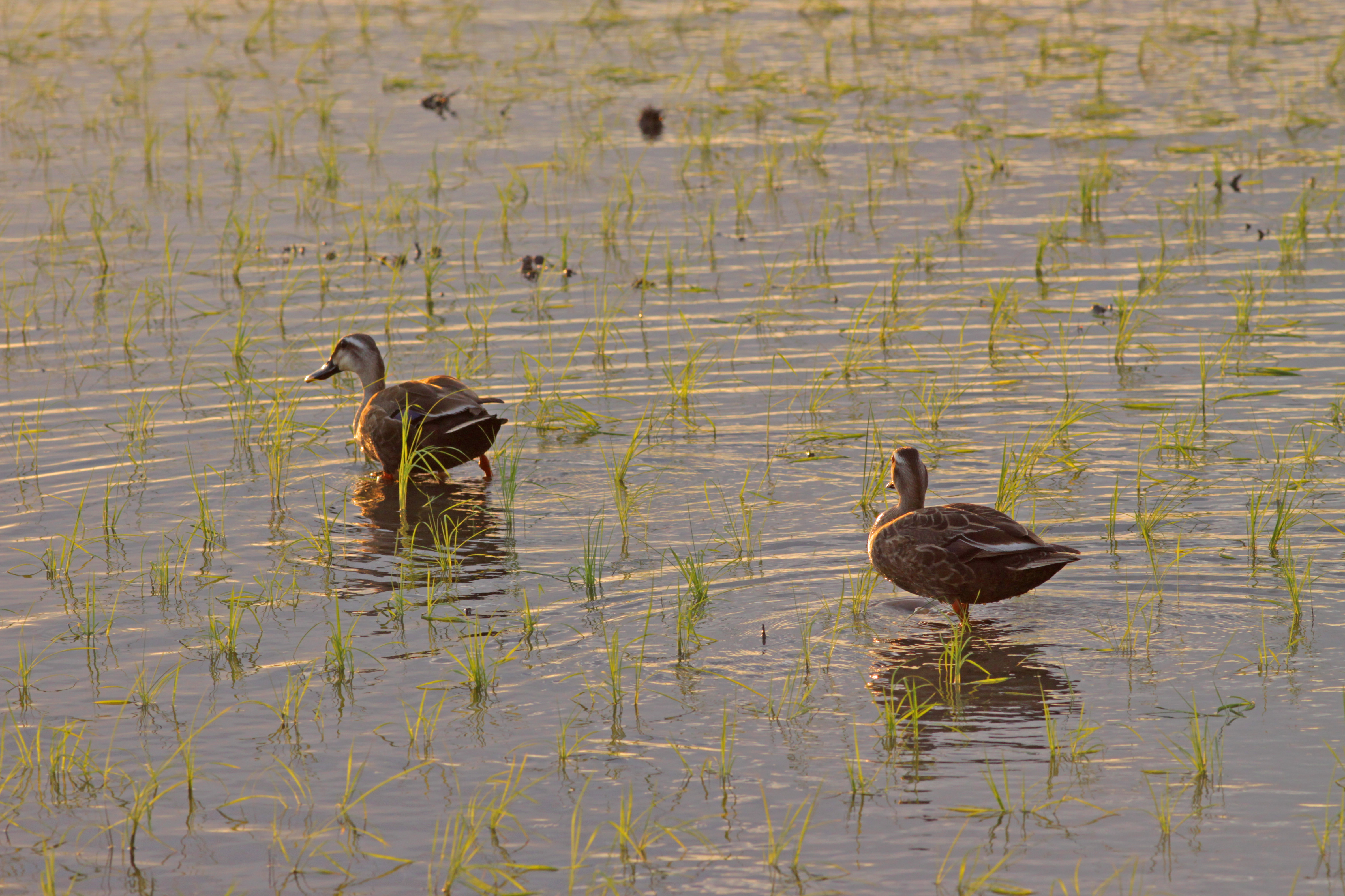 キャノン　EOS50D