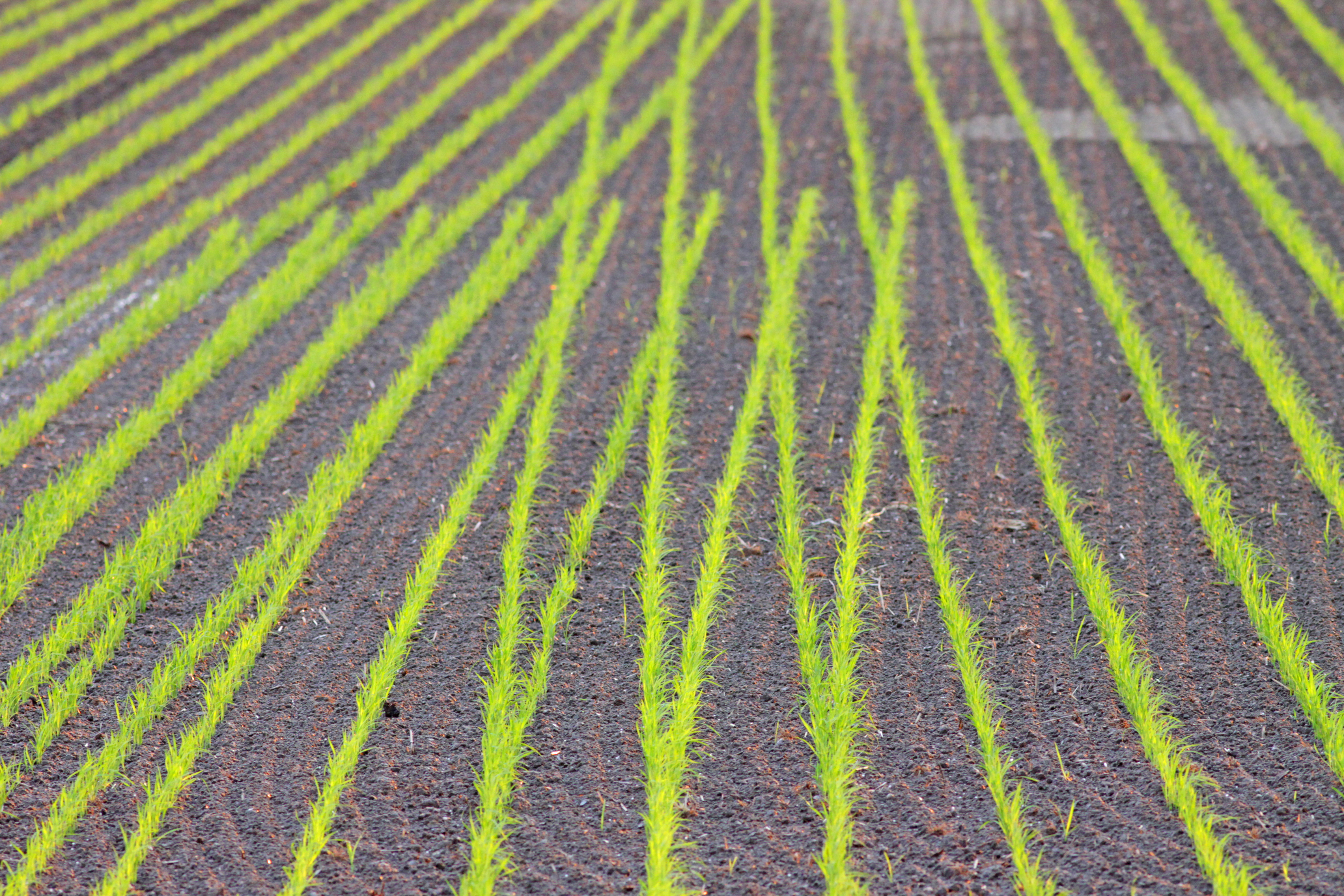 キャノン　EOS50D