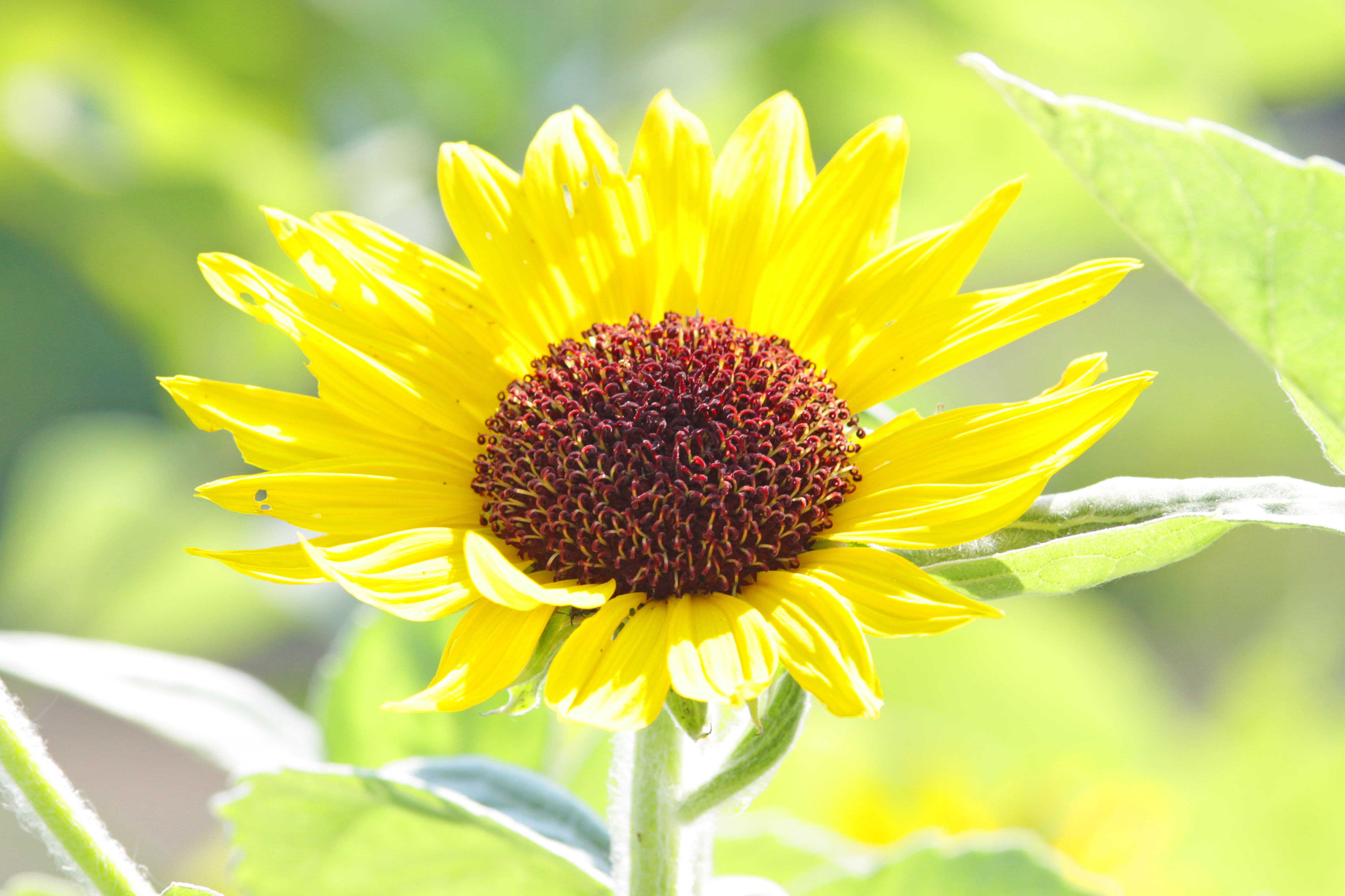 LUMIX　駆け上がり