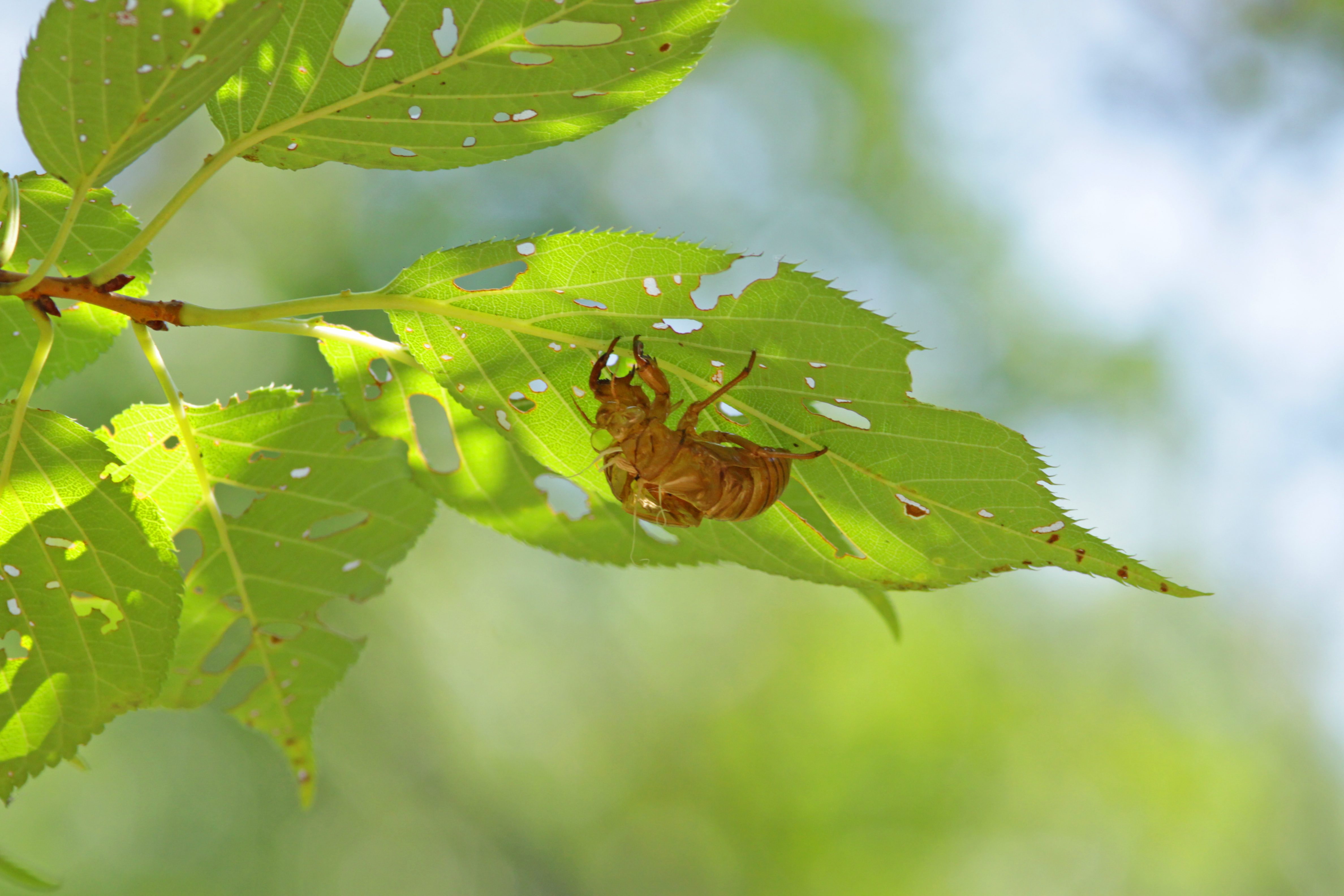 LUMIX 駆け上がり