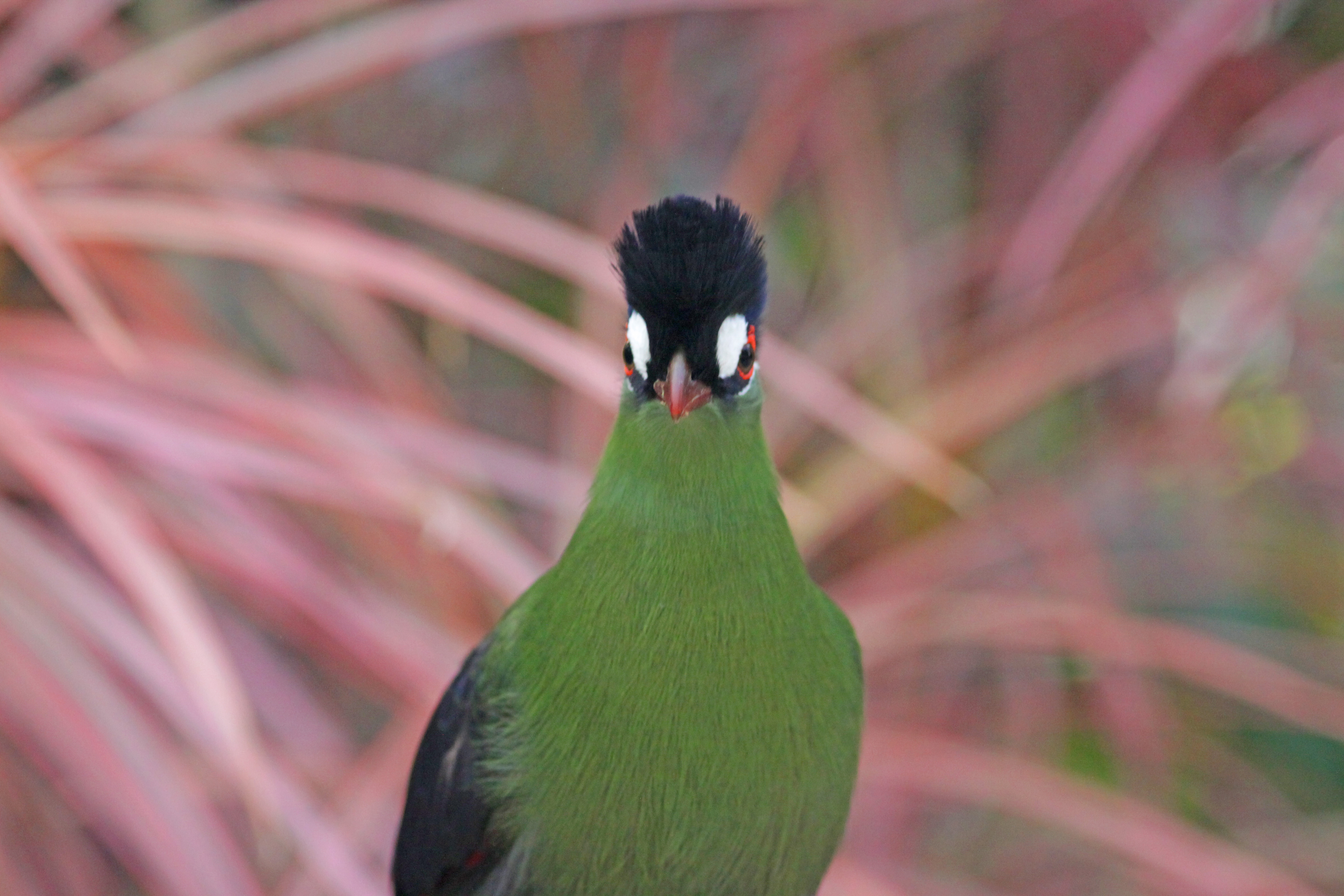 被写界深度　盛る