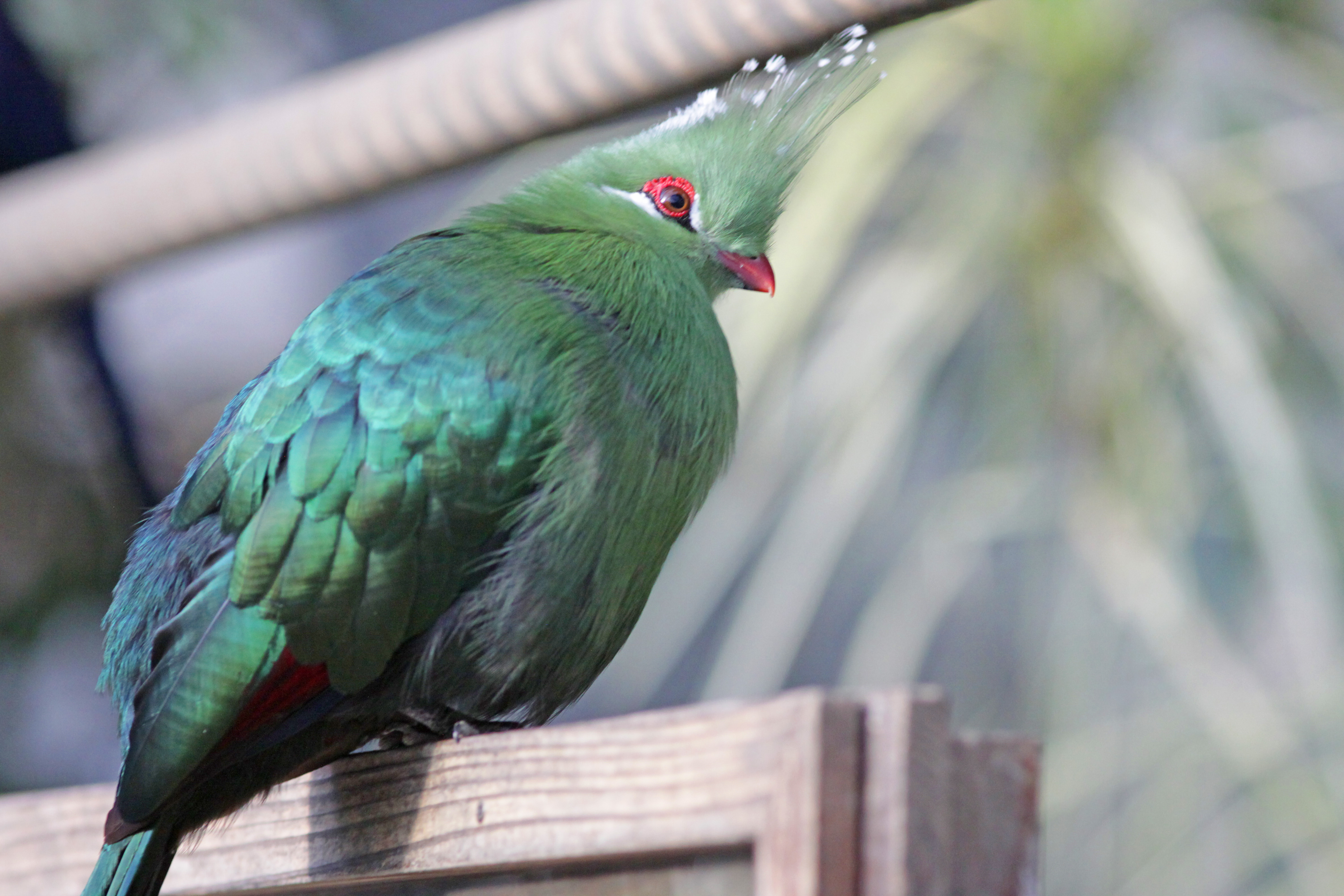 被写界深度　盛る