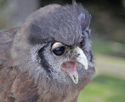 被写界深度　盛る