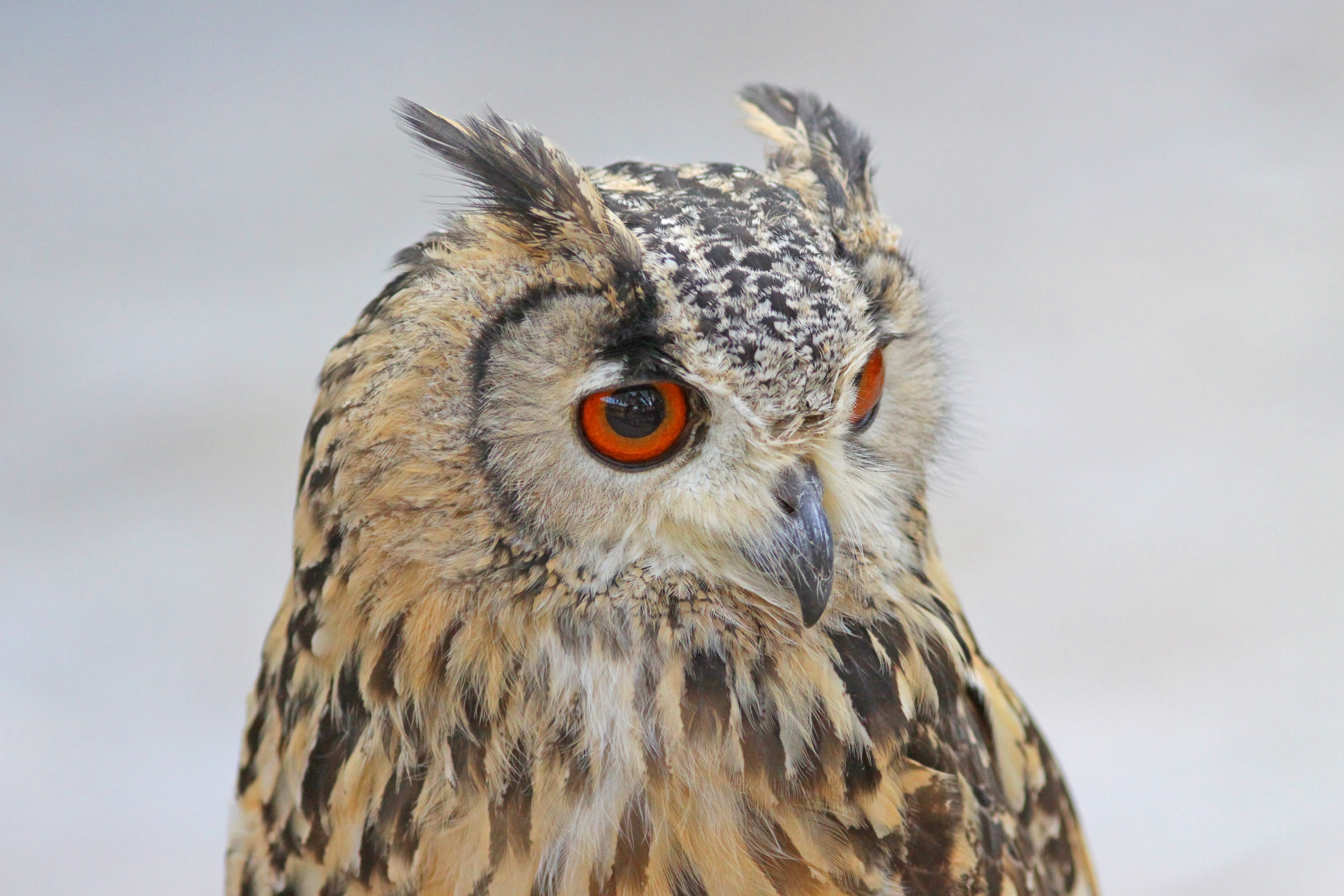 被写界深度　盛る